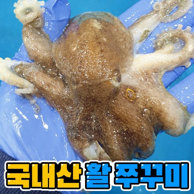 생활 혁신 25년 국내산 서해안 활 쭈꾸미 생물 사용 및 추천후기