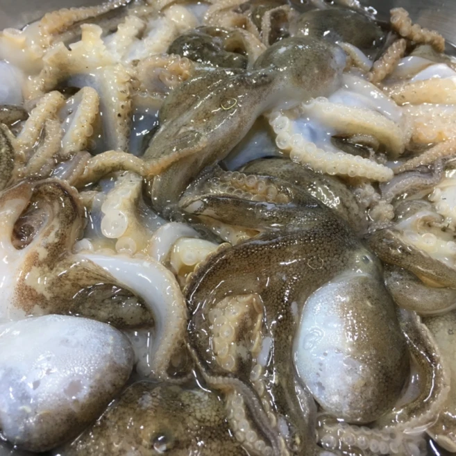 시선을 사로잡는 제철 주꾸미 1kg 활 쭈꾸미 생물 최저가 도전